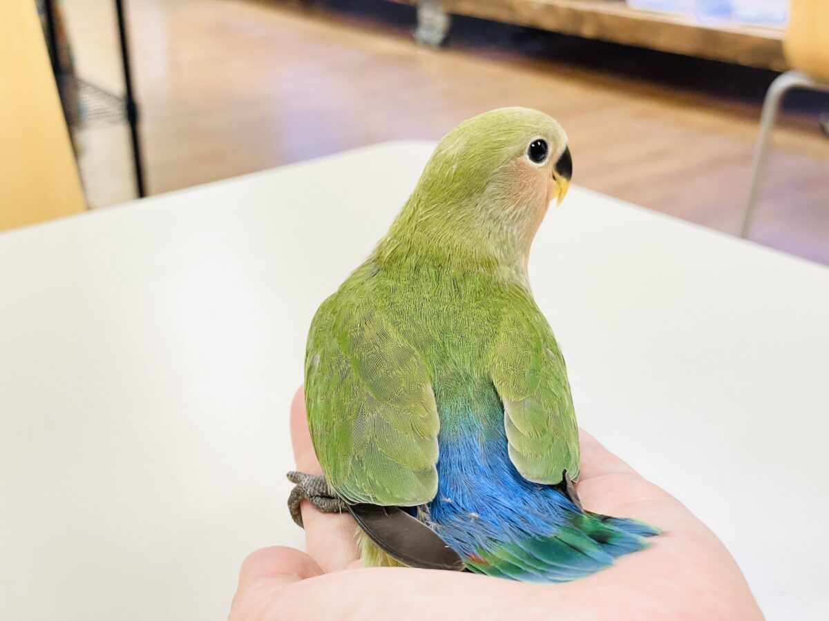 コザクラインコ（小桜インコ）