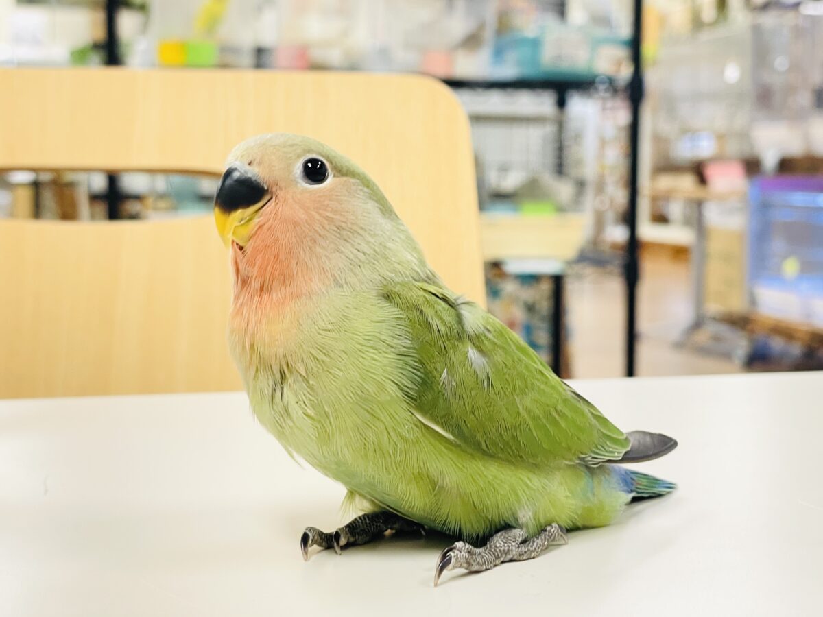 コザクラインコ（小桜インコ）