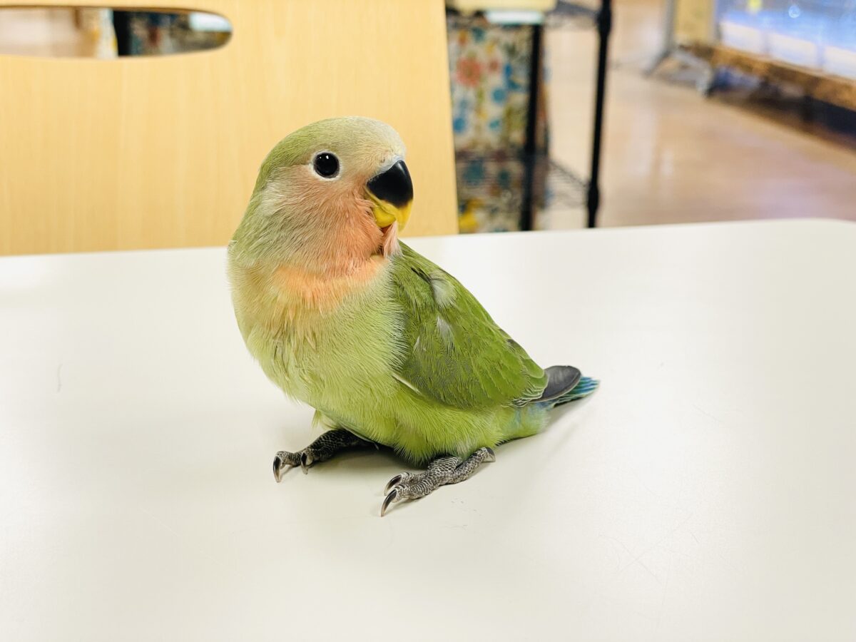コザクラインコ（小桜インコ）