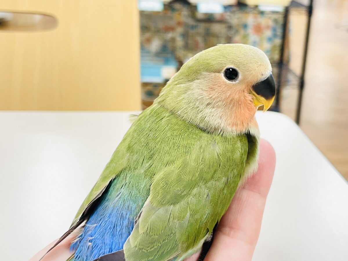 コザクラインコ（小桜インコ）