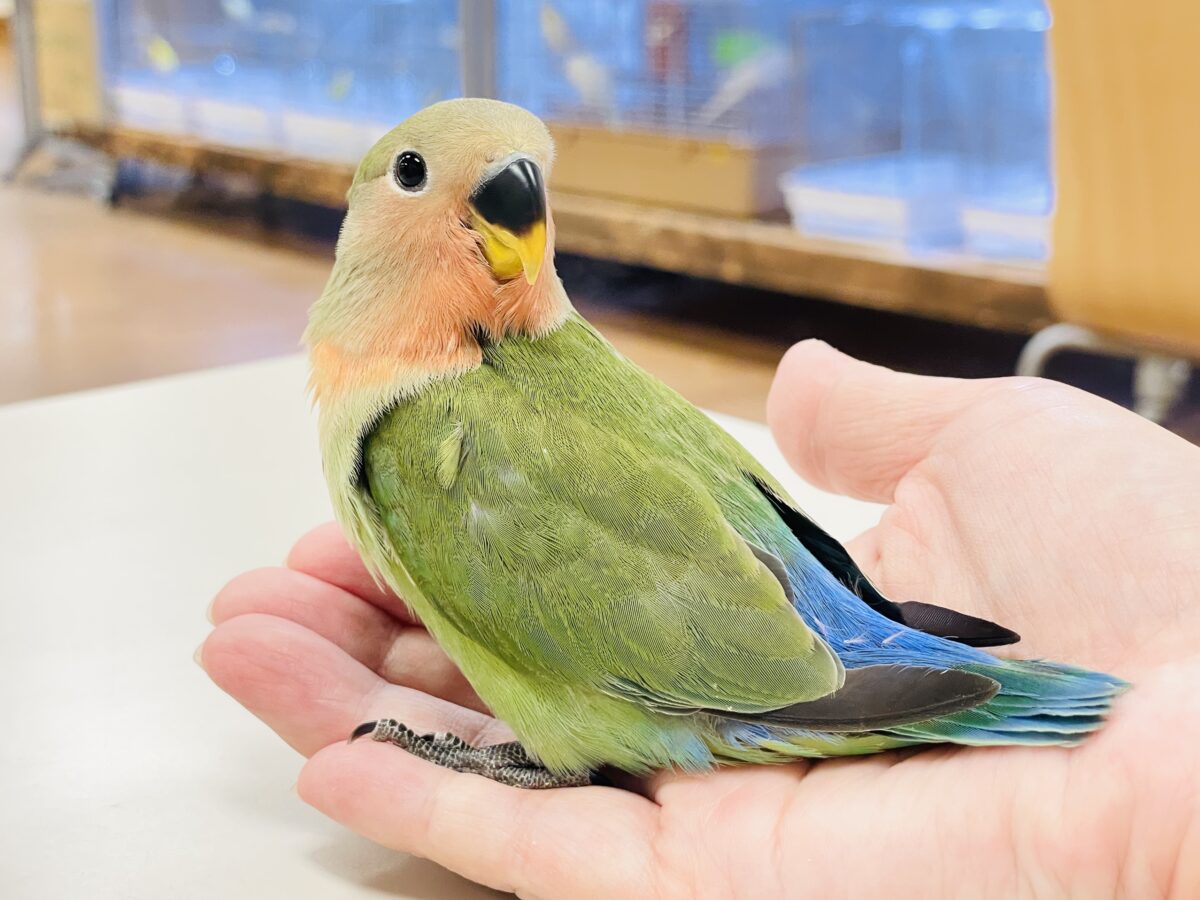 コザクラインコ（小桜インコ）