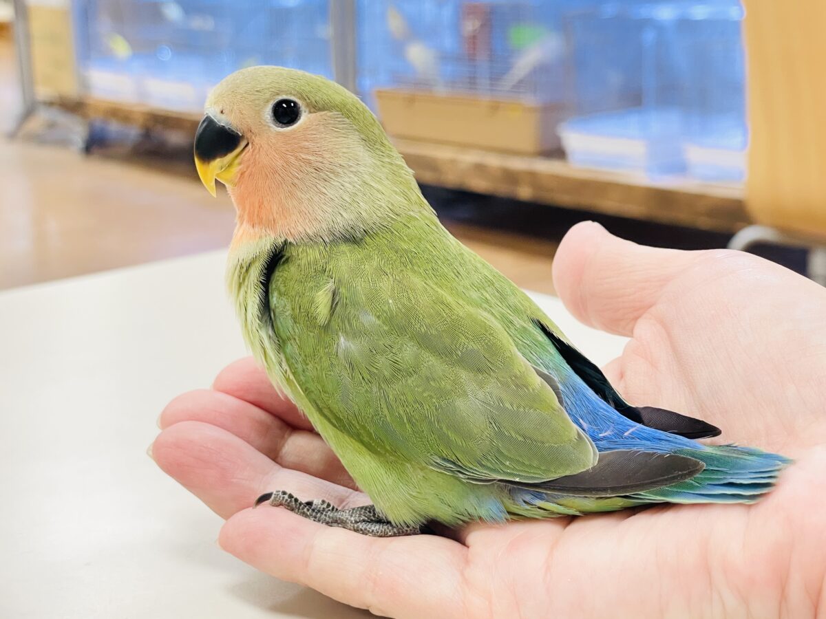 コザクラインコ（小桜インコ）