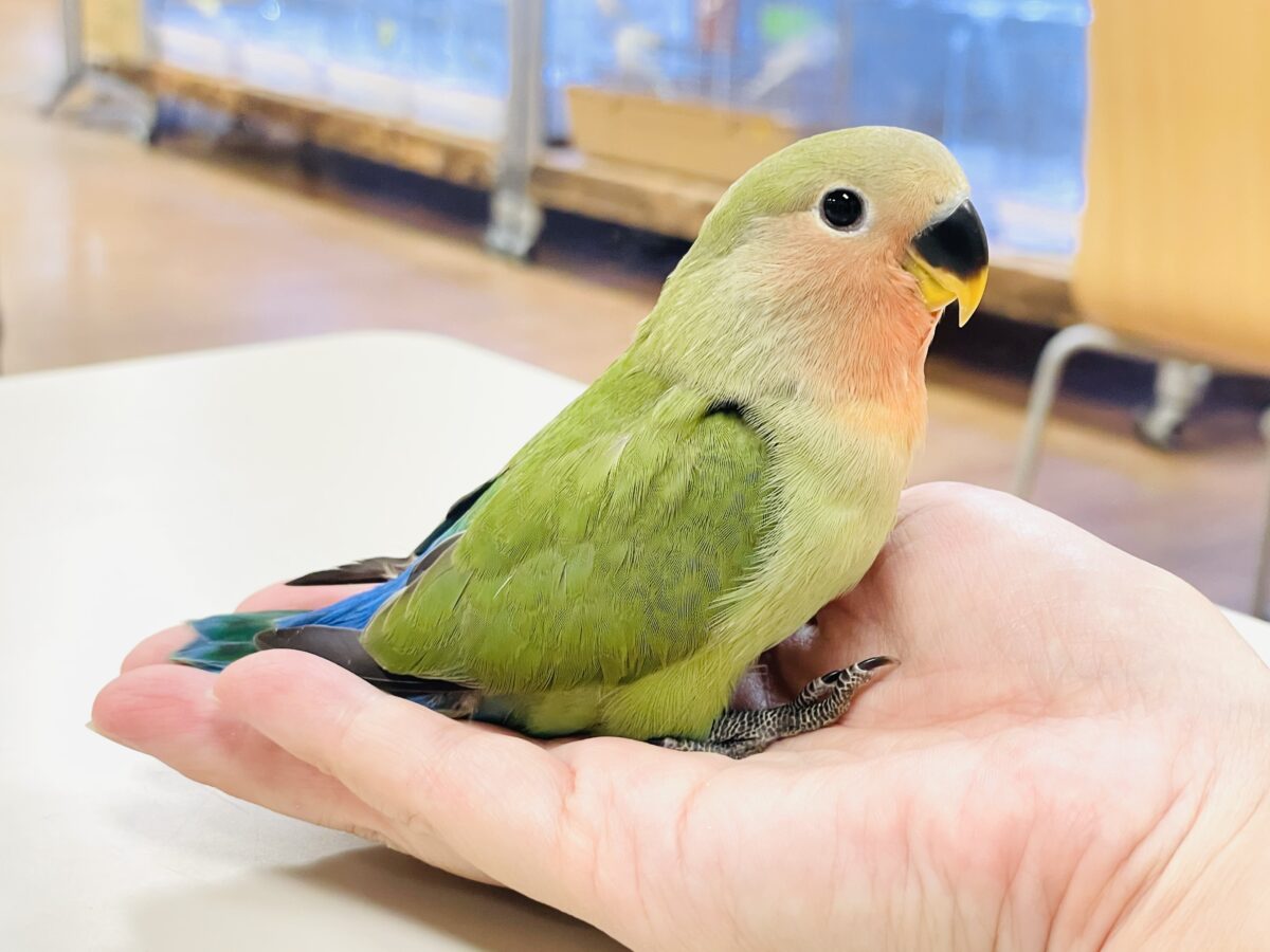 コザクラインコ（小桜インコ）