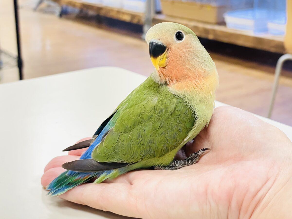 コザクラインコ（小桜インコ）