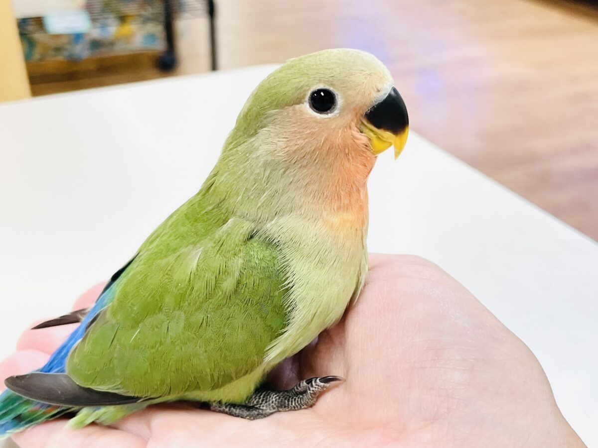 コザクラインコ（小桜インコ）