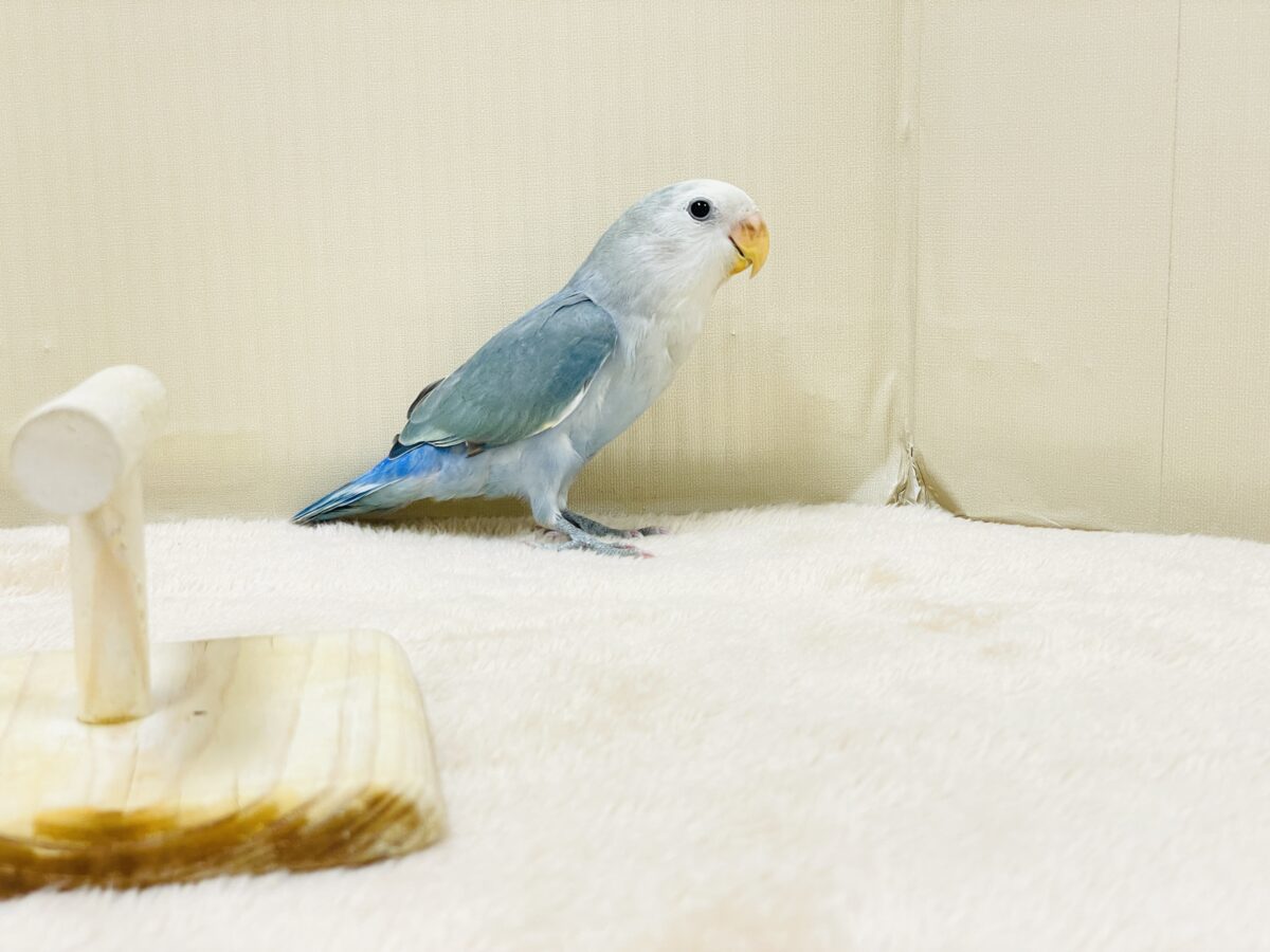 コザクラインコ（小桜インコ）