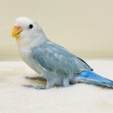 爽やかでクールな夏だよ～😎✨コザクラインコ（ダークチェリーオパーリンパイド）