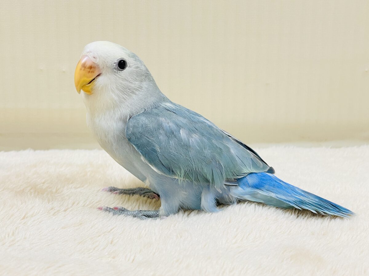 爽やかでクールな夏だよ～😎✨コザクラインコ（ダークチェリーオパーリンパイド）