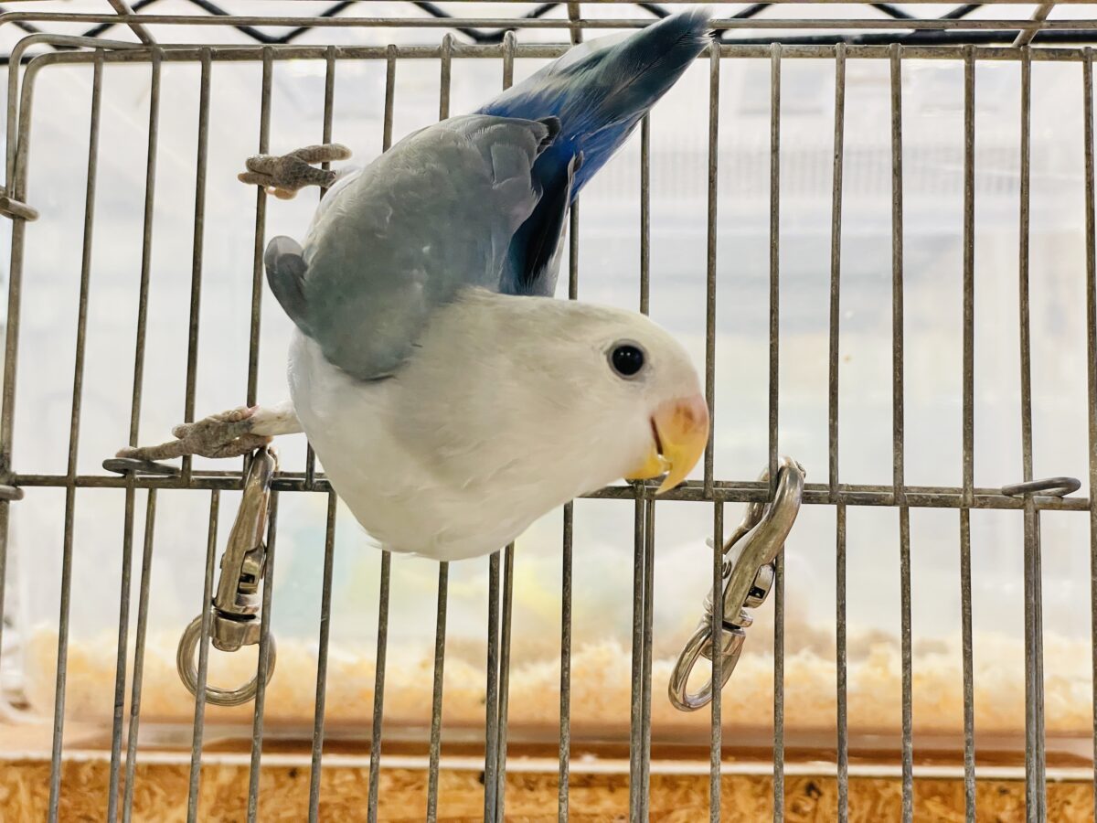 コザクラインコ（小桜インコ）