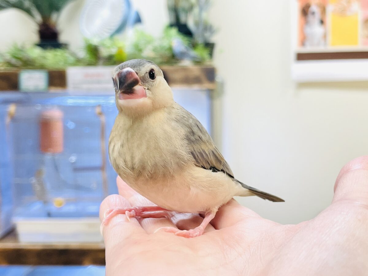 桜文鳥