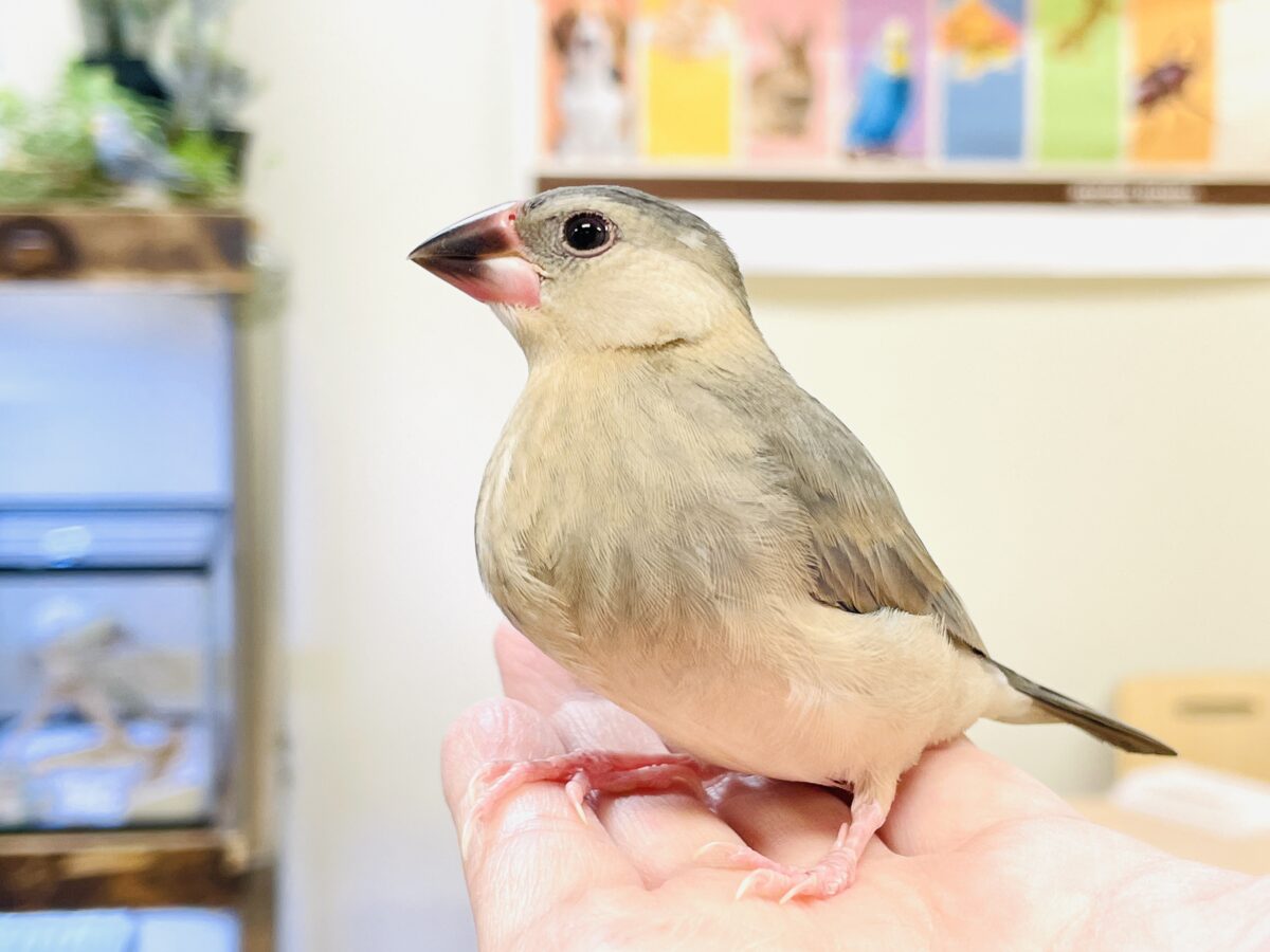 桜文鳥