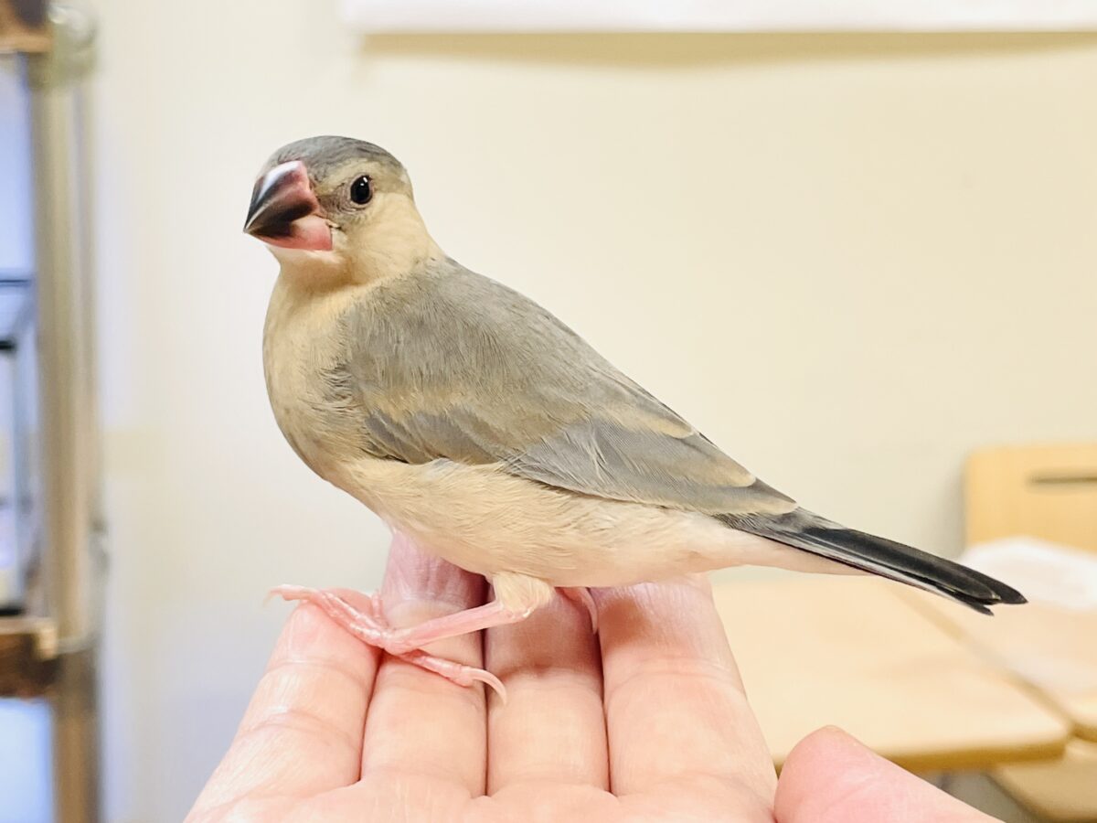 【最新画像】ひとり暮らし満喫中～✨桜文鳥（ヒナ）