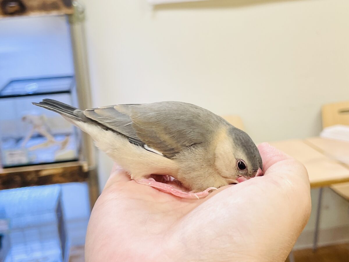桜文鳥
