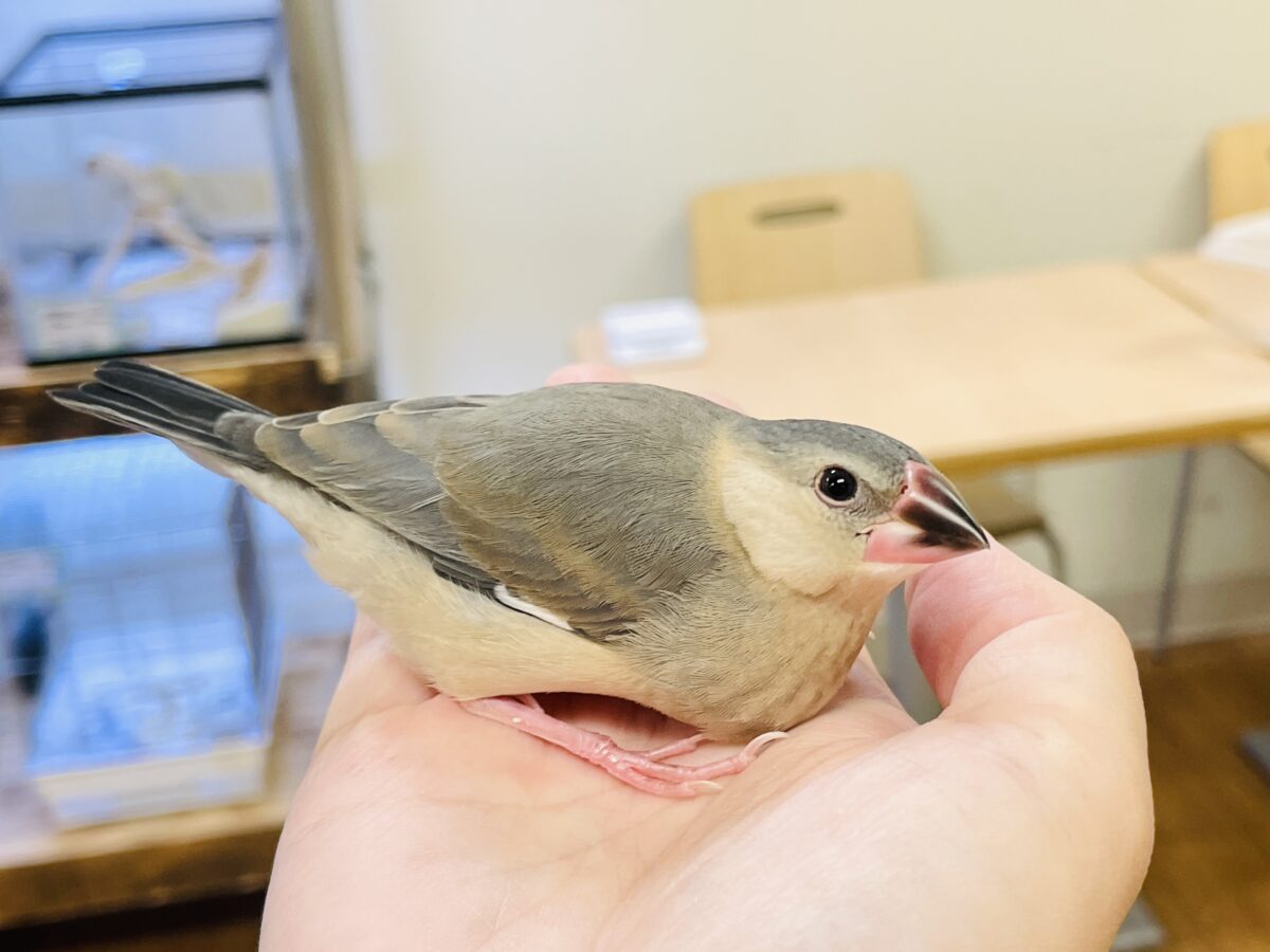 桜文鳥
