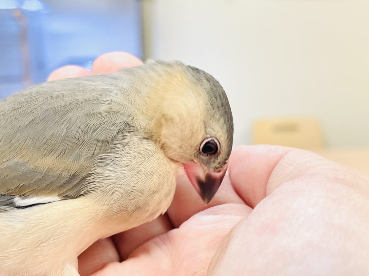 桜文鳥