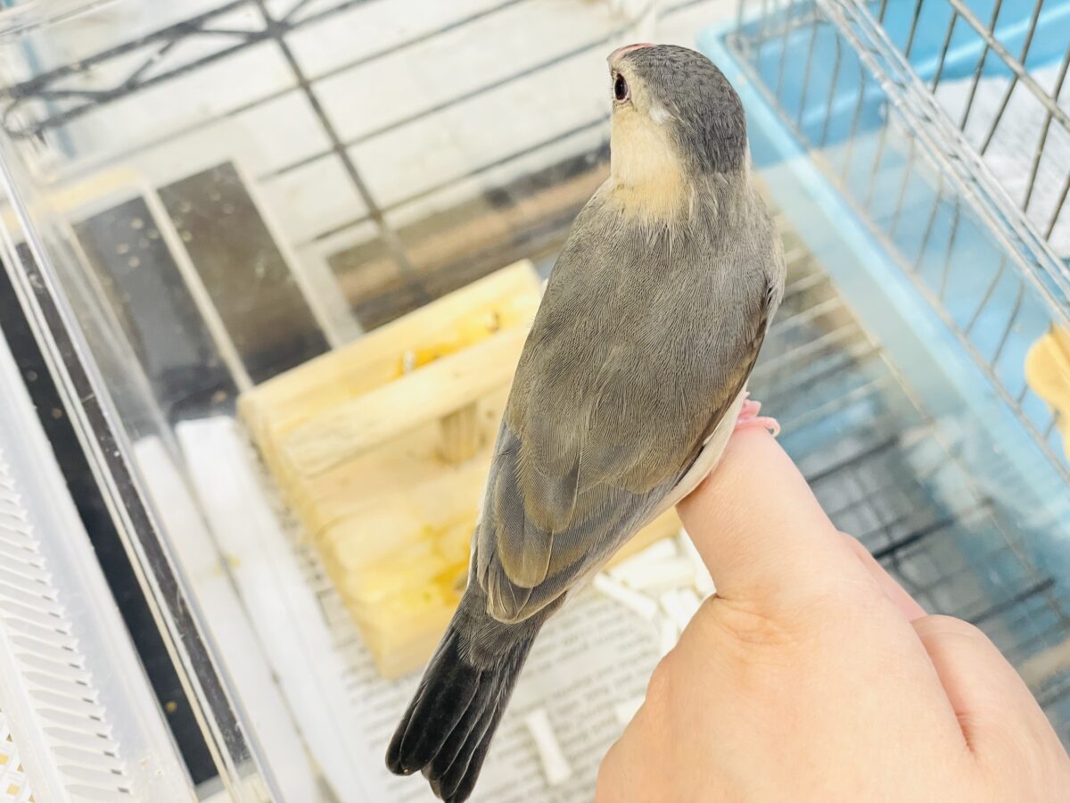 桜文鳥