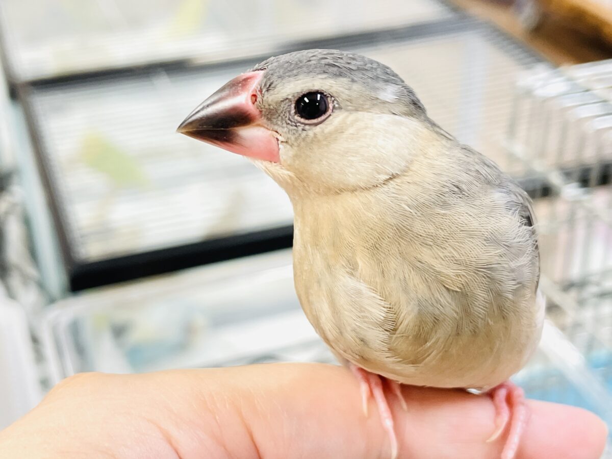 桜文鳥