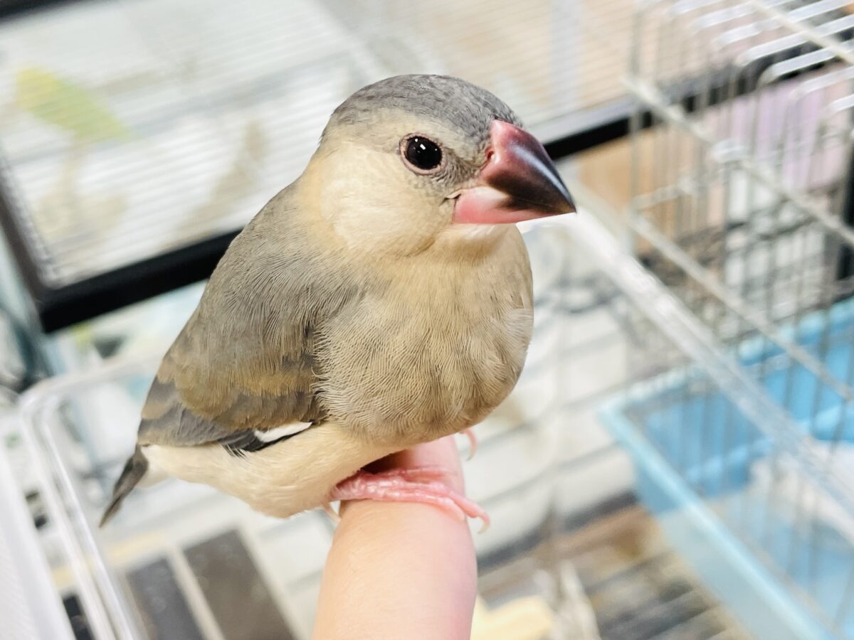 桜文鳥