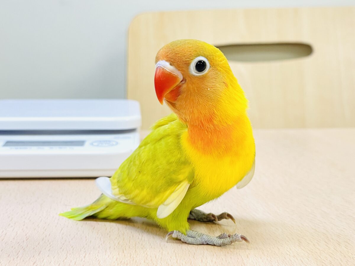 ヤマブキボタンインコ