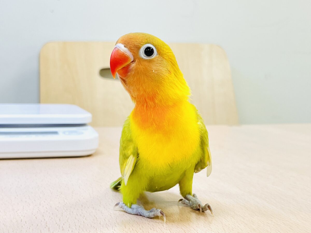 ヤマブキボタンインコ