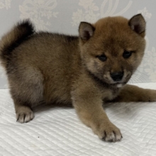 大人気♡豆柴の男の子がやってきた！🐕🩷