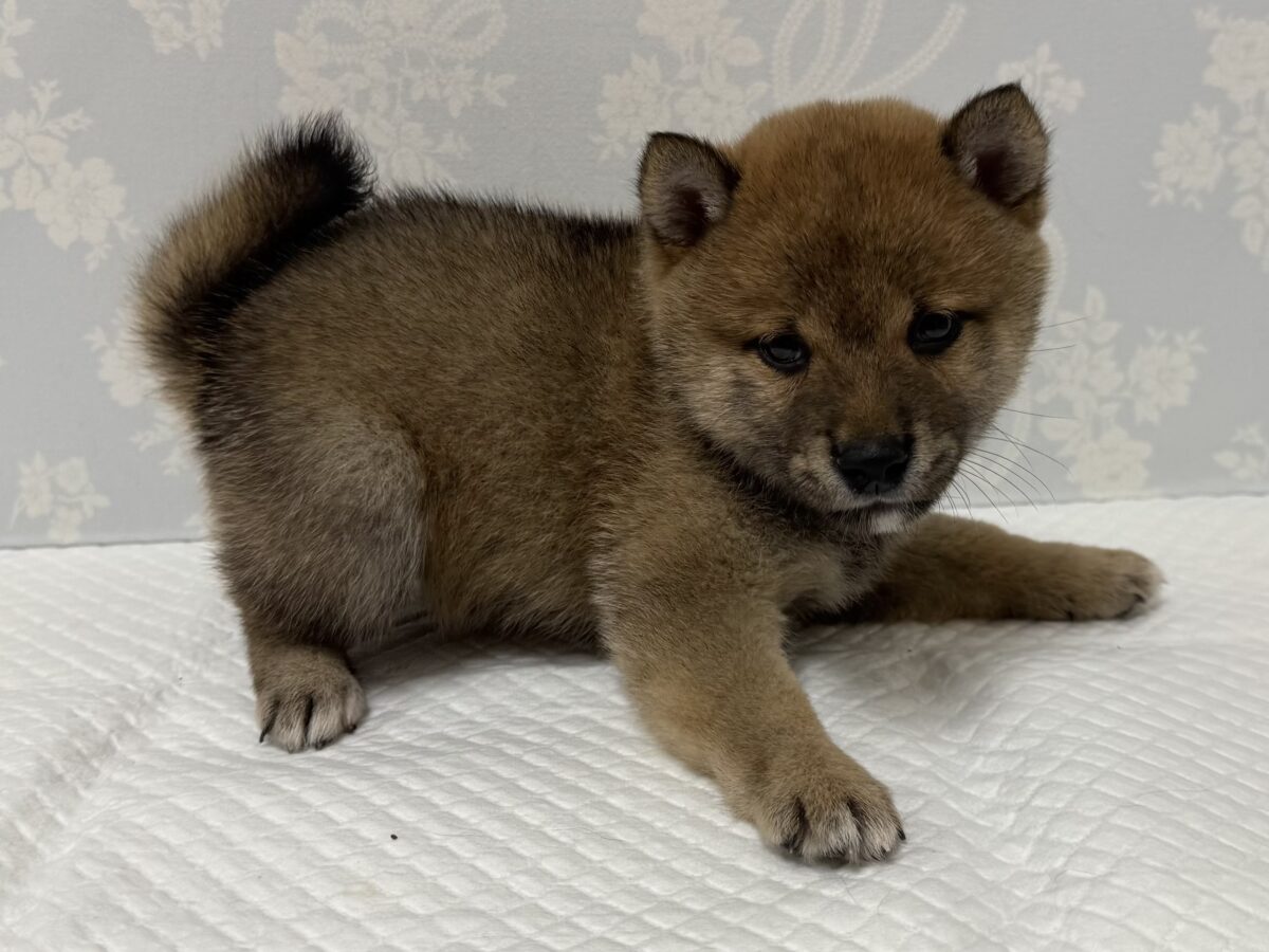 大人気♡豆柴の男の子がやってきた！🐕🩷