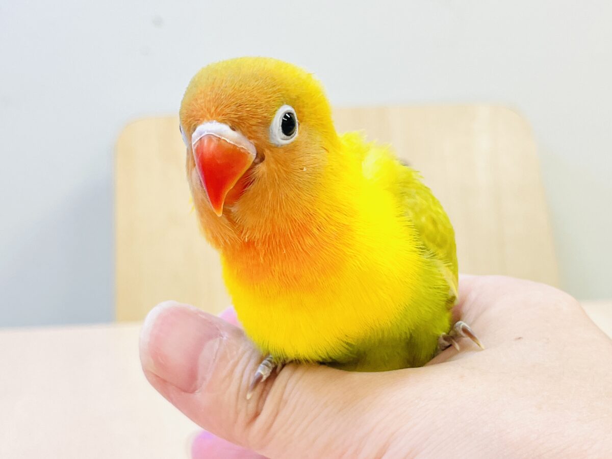 ヤマブキボタンインコ
