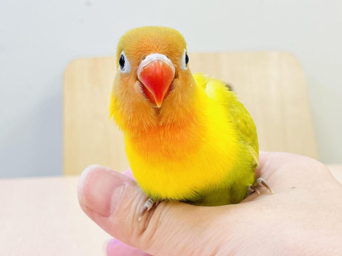 ヤマブキボタンインコ