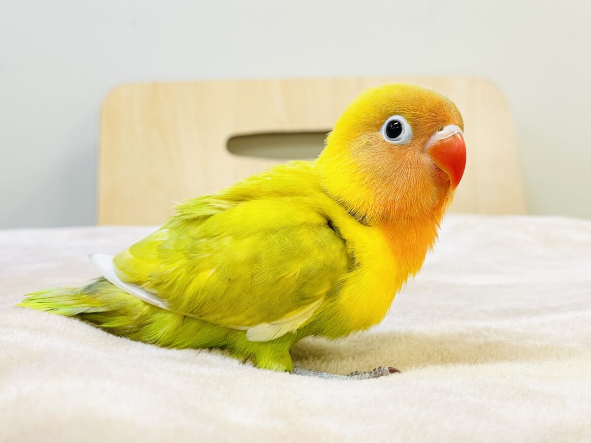 ヤマブキボタンインコ