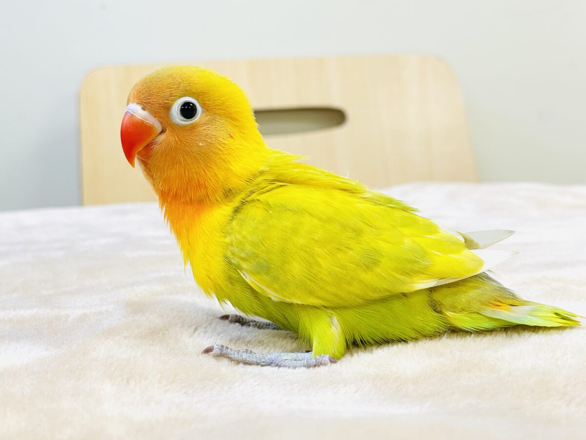 ヤマブキボタンインコ