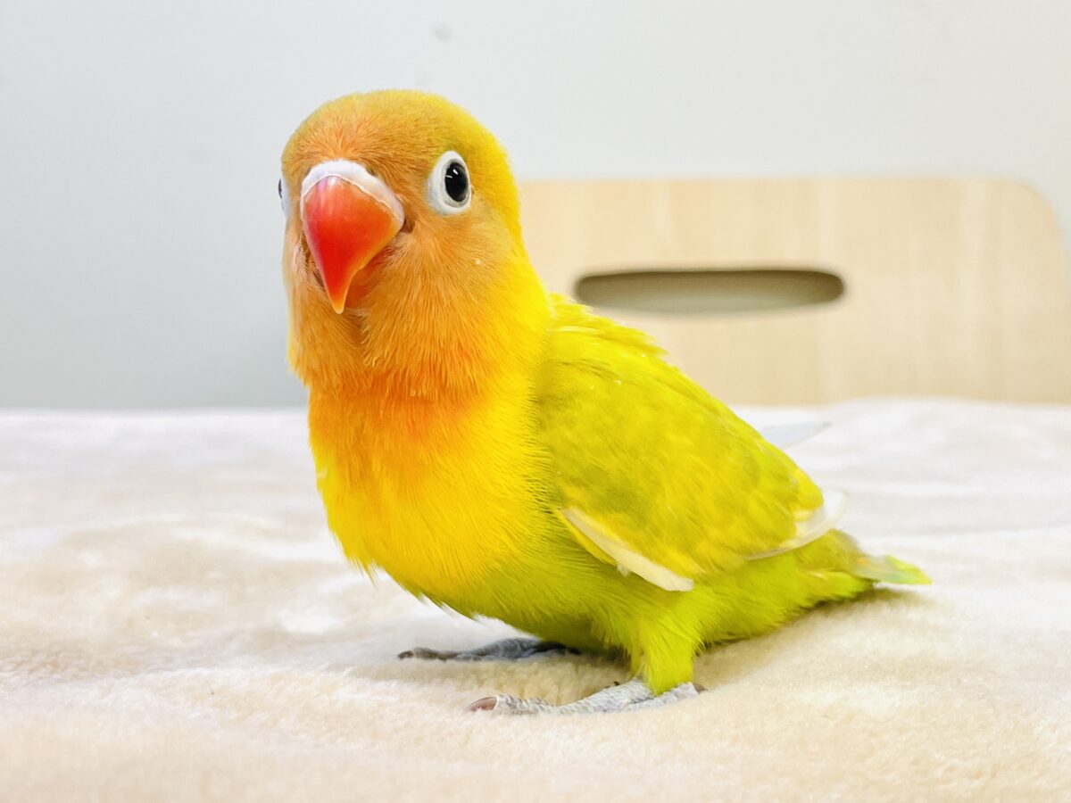ヤマブキボタンインコ