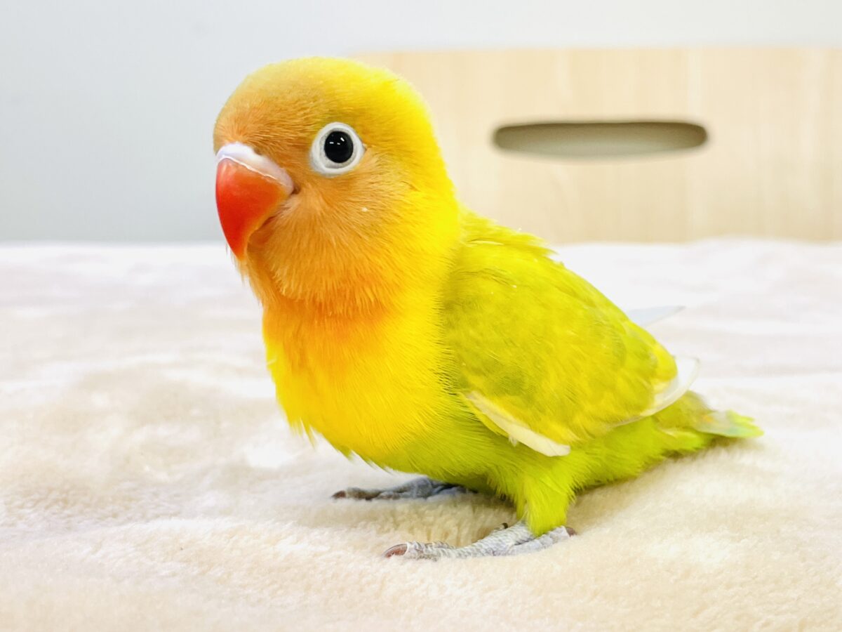 【最新画像】ポップで鮮やか✨ヤマブキボタンインコ（ヒナ）