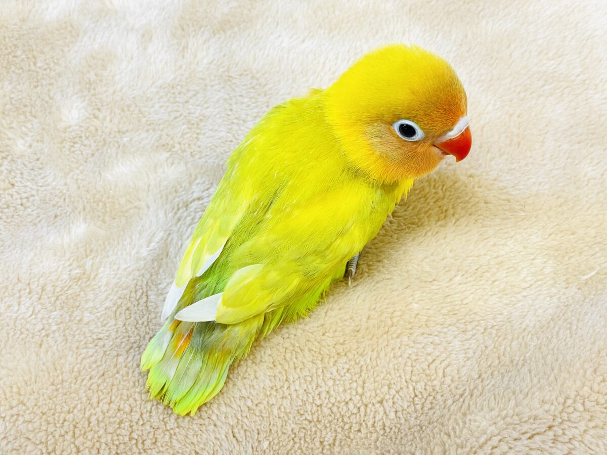 ヤマブキボタンインコ