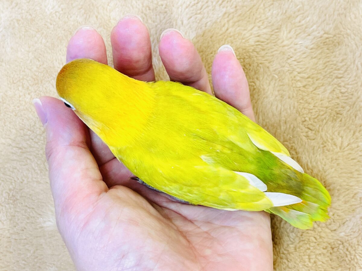 ヤマブキボタンインコ