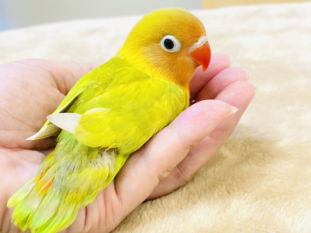 ヤマブキボタンインコ