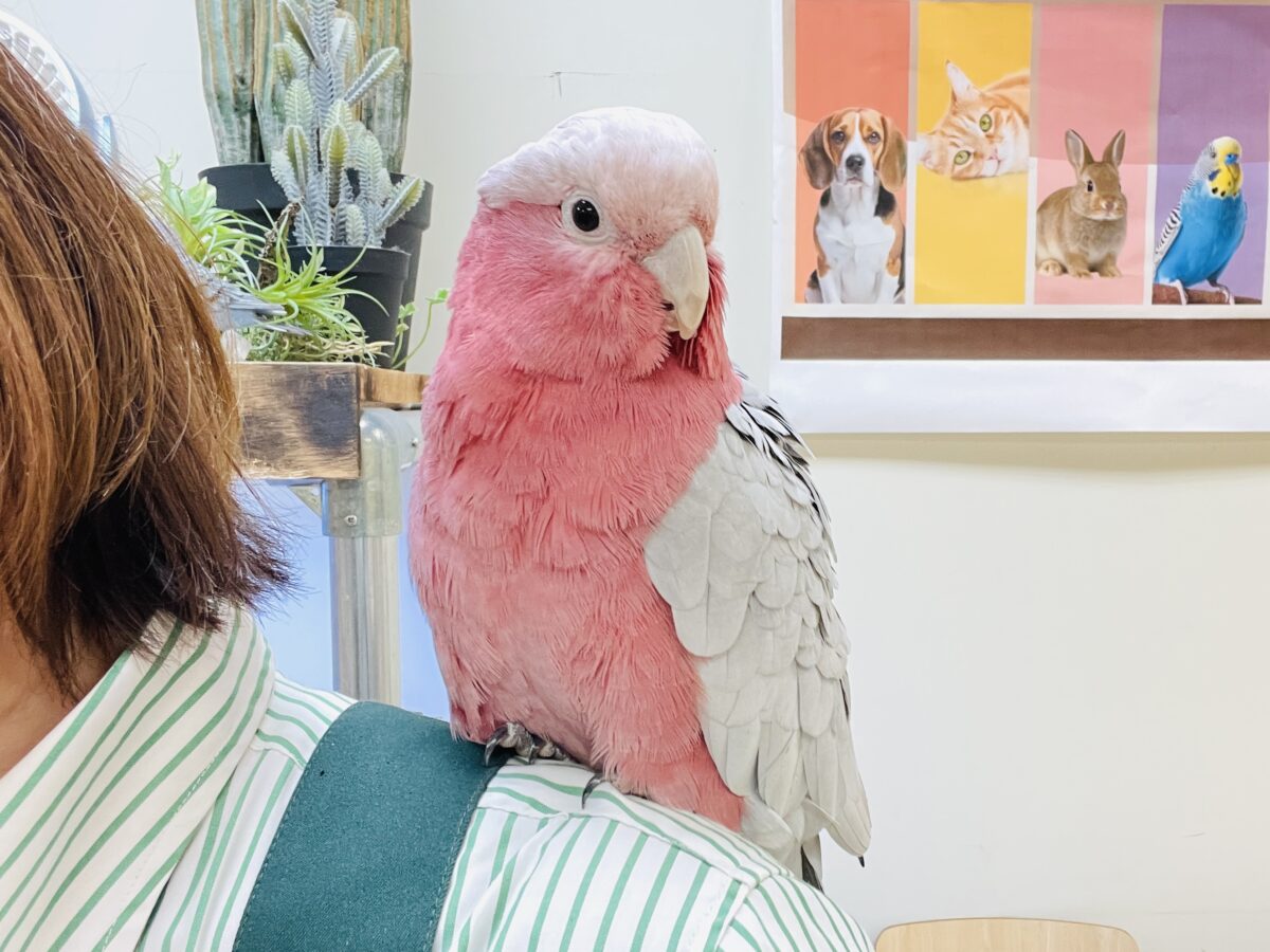 モモイロインコ
