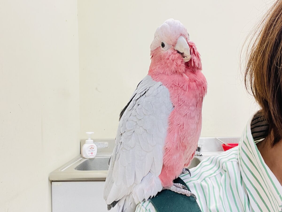 モモイロインコ
