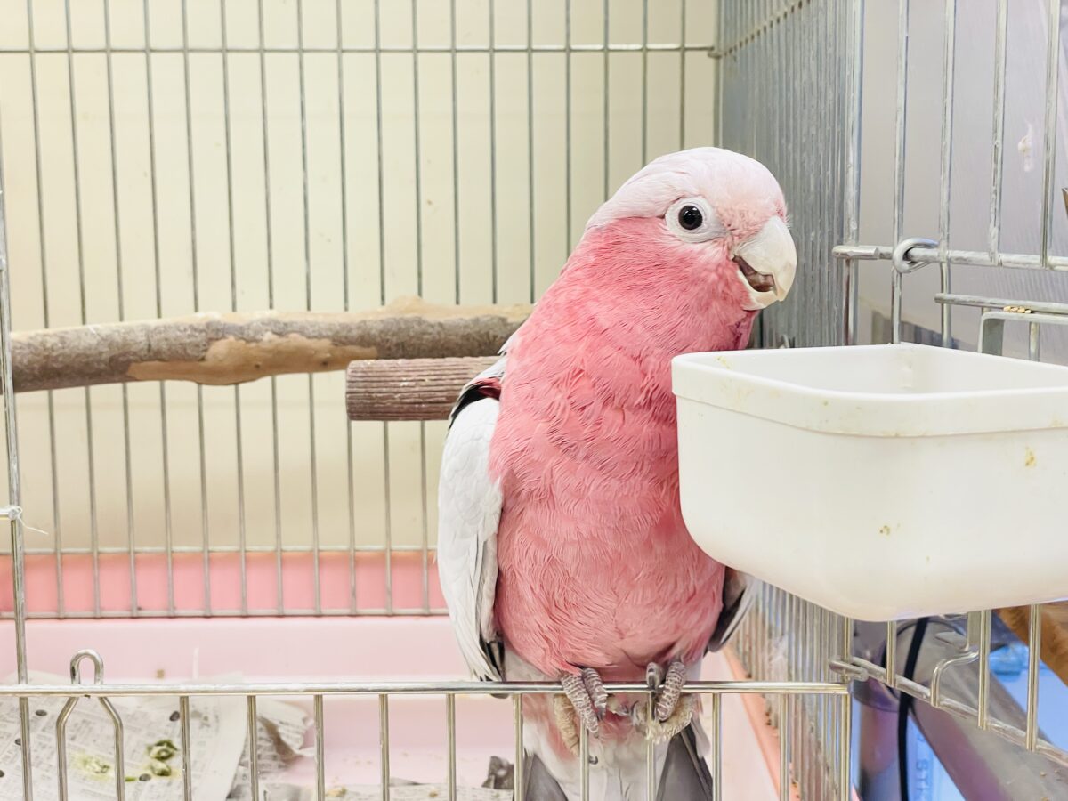 モモイロインコ