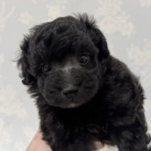 まっくろくろすけ！？💕トイプードルの男の子🐩🖤