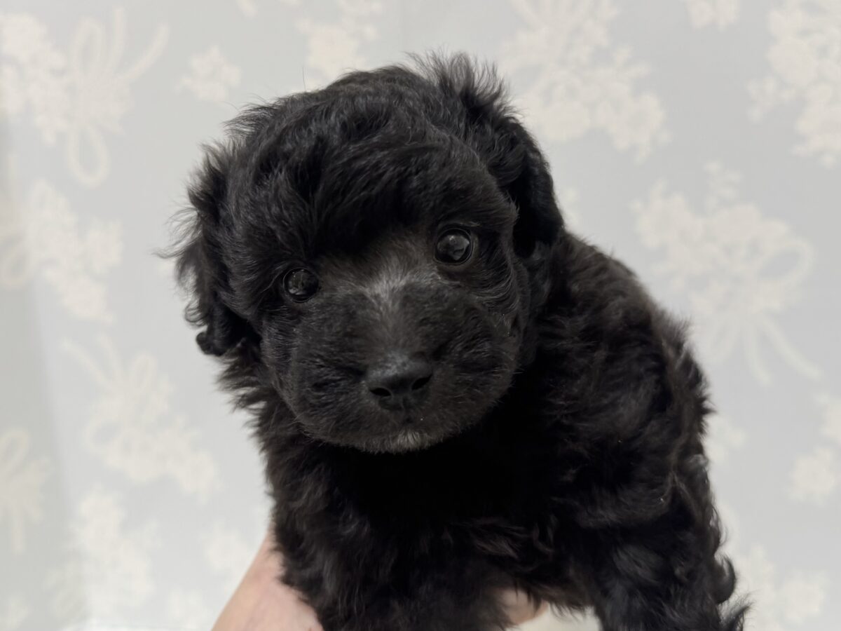 まっくろくろすけ！？💕トイプードルの男の子🐩🖤