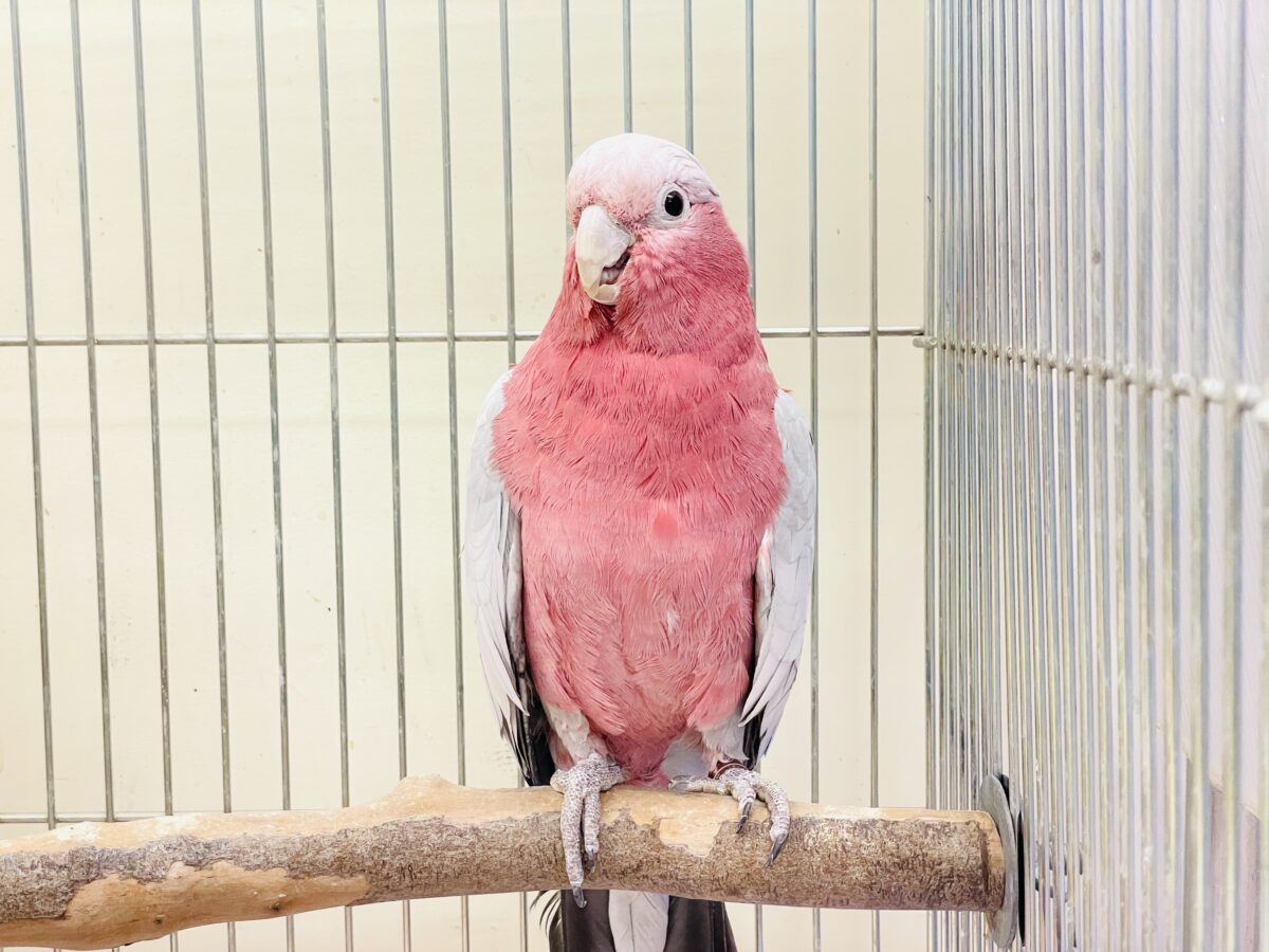 モモイロインコ