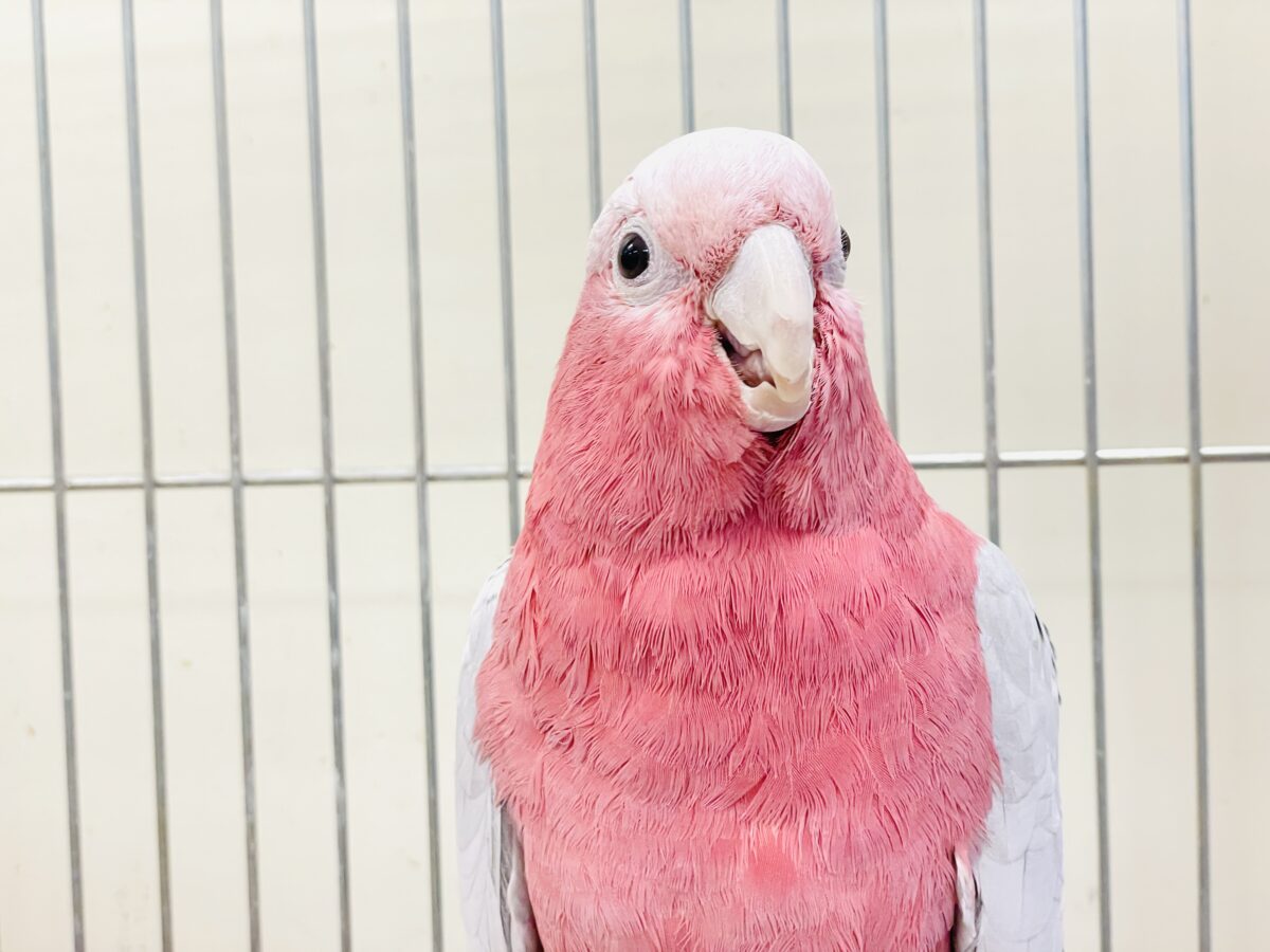 モモイロインコ