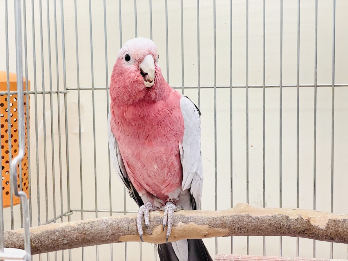 モモイロインコ