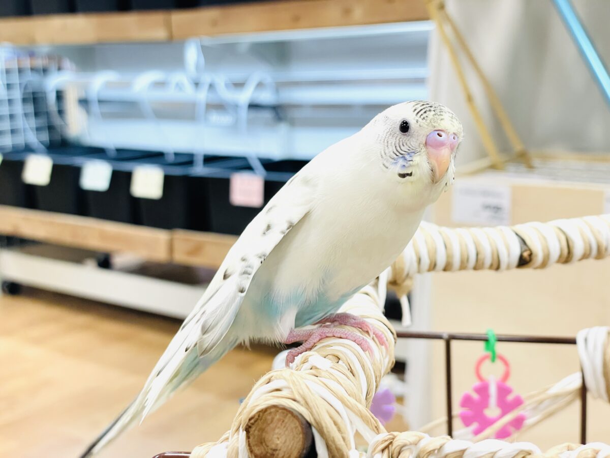 セキセイインコ