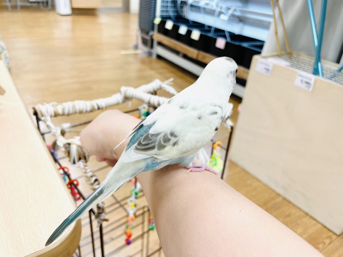 セキセイインコ
