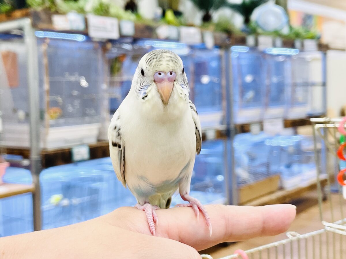 セキセイインコ