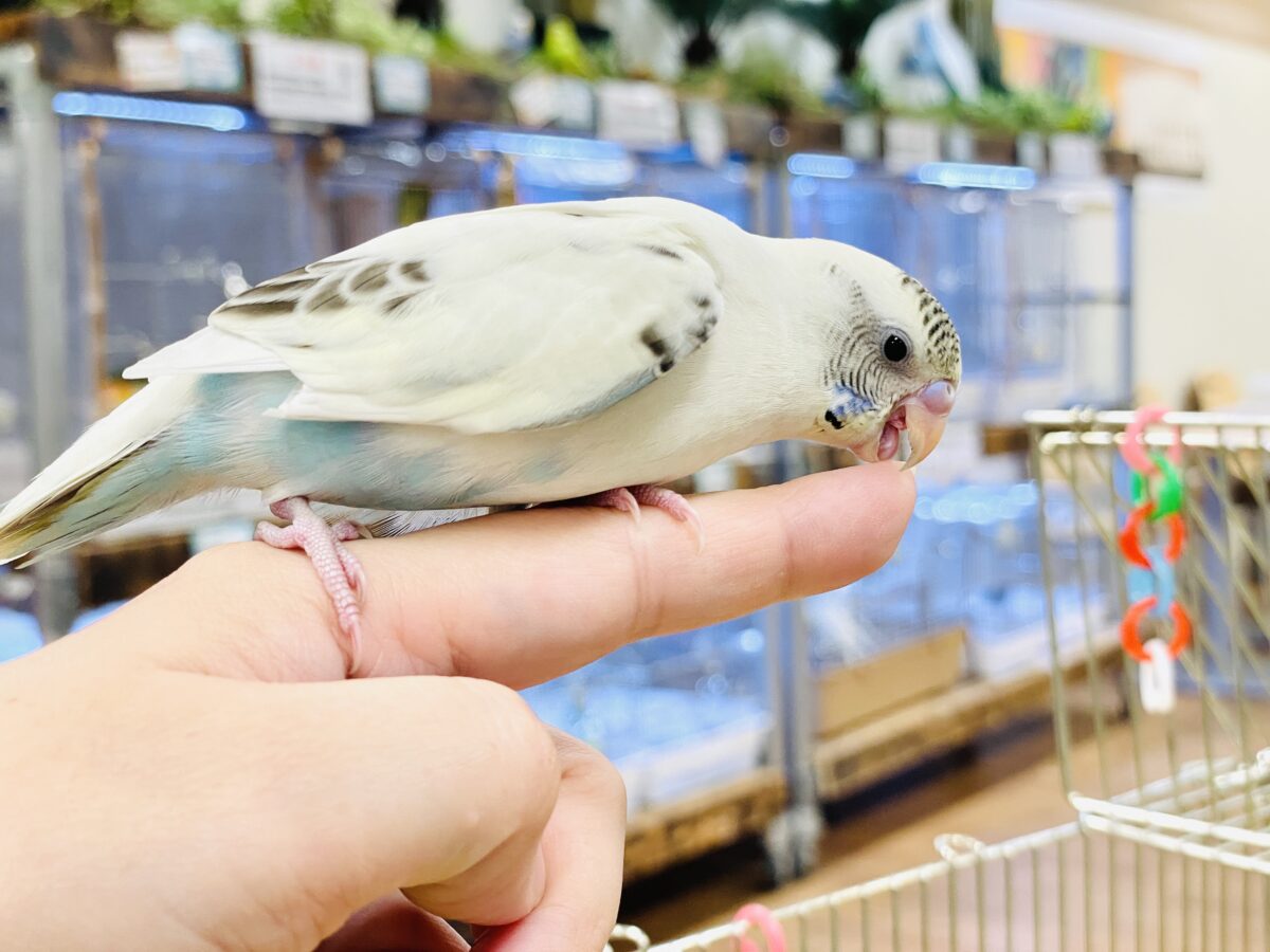 セキセイインコ