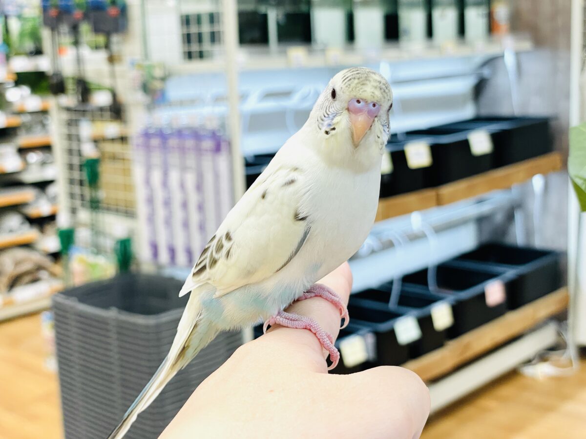 【最新画像】好奇心いっぱいのキラキラおめめ🐣💫セキセイインコ(クリームハルクイン) ヒナ