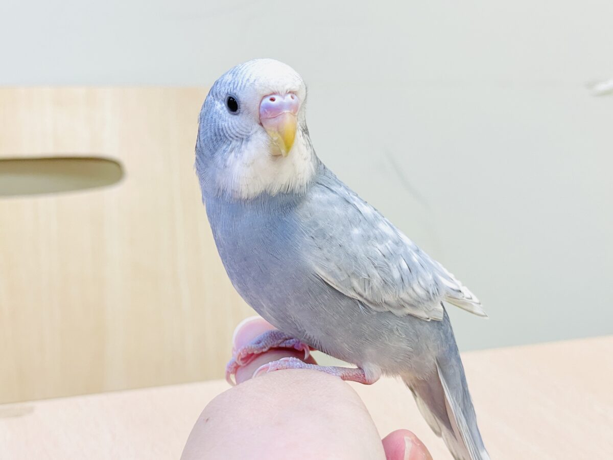 【最新画像】背筋ピーン！と伸ばしてます♬*°セキセイインコ(グレースパングル)