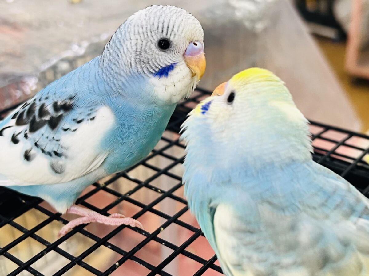 セキセイインコ